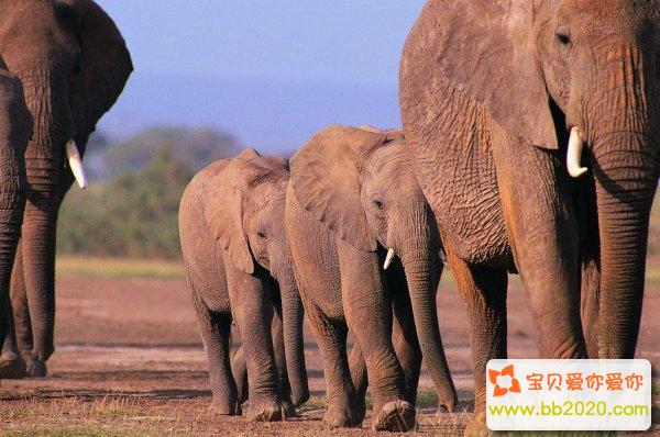 大象为什么都踮脚走路