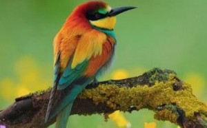 世界上最小的鸟类_蜂鸟(Humming Birds)