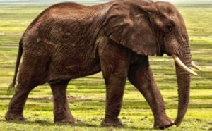 大象为什么都踮脚走路 引起这种现象的原因