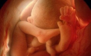 胎儿发育过程图:怀孕10个月胎儿发育全过程(组图)