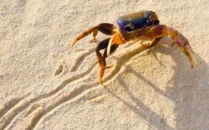 十万个为什么：螃蟹横着走的原因 科学