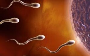 已证实影响男人精子质量的十大杀手 已证实影响男人精子质量的十大杀手