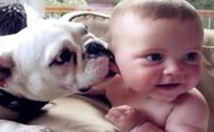 家里宝宝不慎被宠物咬伤该如何处理! 家里宝宝不慎被宠物咬伤该如何处理!