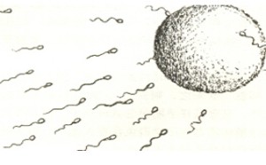 如何选择怀孕的最佳时间