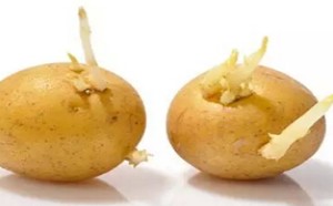 家长注意！千万别给孩子吃发芽的土豆