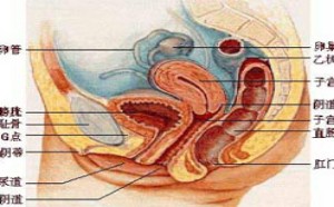 娩后的产妇母体生殖系统有哪些变化