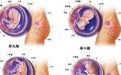 怀孕三个月胎儿图 胎儿变化情况