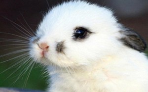 孕妇不能吃兔肉 完全谣言 孕妇不能吃兔肉 完全谣言