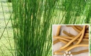 口腔溃疡中医疗法:灯心草和淡竹叶 口腔溃疡中医疗法:灯心草和淡竹叶