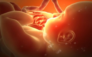 胎儿性别科学早知道