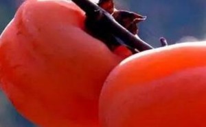 柿子不可以和什么一起吃,什么人不能吃柿子 柿子不可以和什么一起吃,什么人不能吃柿子