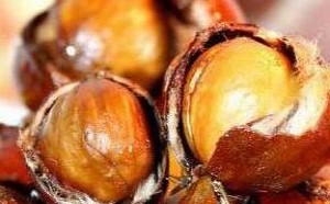 怎么煮板栗好吃又好剥