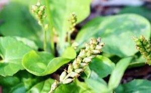 车前草的功效与作用有哪些 车前草的功效与作用有哪些