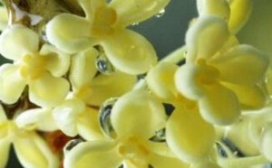 桂花能治什么病？桂花的治病功效及食疗方法