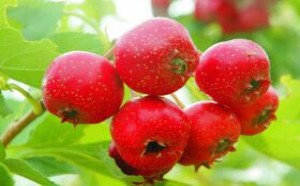 孕妇可以吃山楂吗，吃山楂对孕妇有哪些危害？