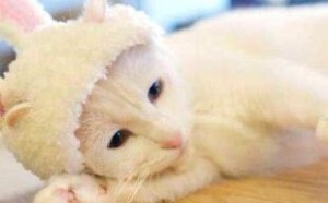 家中有娃养猫需注意些什么事项 家中有娃养猫需注意些什么事项