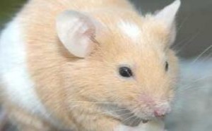 家里有老鼠怎么办？家庭灭鼠最佳方法有哪些