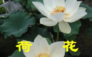 人教版小学三年级语文下册第三课荷花 同步练习题