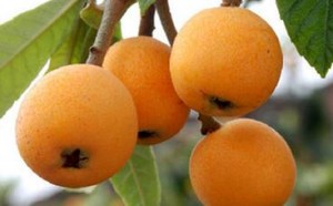 孕妇可以吃枇杷吗？孕妇吃枇杷的注意事项