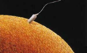 怎么样知道自己怀孕了?出现6种症状说明受精卵成功着床 怎么样知道自己怀孕了?出现6种症状说明受精卵成功着床