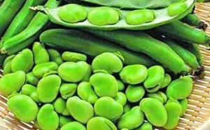 蚕豆变毒药可致命 幼儿别乱吃当心患上蚕豆病