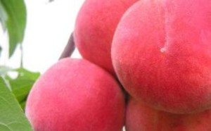 哪些人不宜吃桃子？孕妇能吃桃子吗？