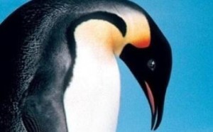 最适合给孩子观看的30部纪录片 秒杀1000部动画片！