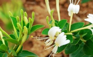 金银花的功效与作用 小儿可以经常服用金银花茶吗 金银花的功效与作用 小儿可以经常服用金银花茶吗