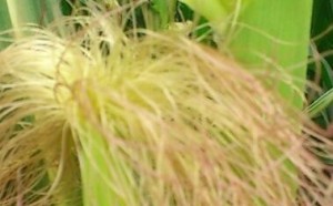 玉米须的功效与作用及药用价值都有哪些？