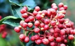 花椒的功效与作用 青花椒和红花椒的区别