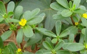 马齿苋的功效与作用 药用价值和食用价值有哪些