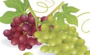 葡萄的营养价值及功效与作用有哪些? 葡萄的营养价值及功效与作用有哪些?