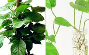 大叶绿萝和小叶绿萝的养殖方法 大叶绿萝和小叶绿萝的养殖方法