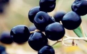 黑枸杞的功效与作用及正确的吃法大全 黑枸杞的功效与作用及正确的吃法大全