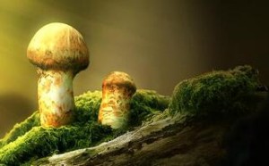 新鲜松茸和干松茸怎么保存的时间长