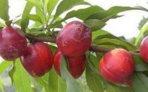 孕妇能吃李子吗？孕期吃李子有哪些好处？