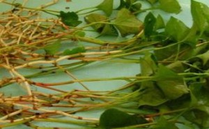 鱼腥草功效与作用 干鱼腥草煮水的正确方法 