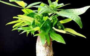 发财树多久浇一次水 如何给发财树浇水 发财树多久浇一次水 如何给发财树浇水