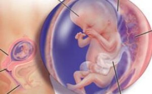 怀孕3个月胎儿图_怀孕3个月胎儿发育情况 怀孕3个月胎儿图_怀孕3个月胎儿发育情况