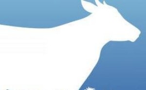 到底是羊奶好还是牛奶好，营养哪个更高