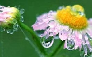 小露珠像什么比喻句