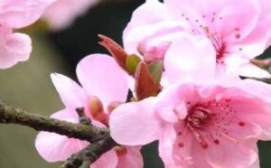 警世贤文之勤奋篇译文_陆游书到用时方恨少全诗