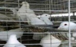 回农村创业发家致富的好项目