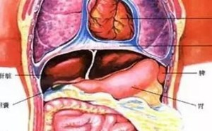 胃在哪个位置图解 左边还是右边? 胃在哪个位置图解 左边还是右边?