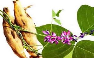 葛根吃了有哪些功效与作用