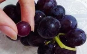 坐月子能不能吃葡萄 坐月子能不能吃葡萄