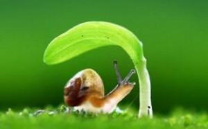 有哪些经典的描写春天的诗句