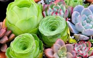 怎样养植多肉植物 多肉植物的养植方法