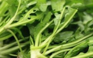 孕妇千万别吃荠菜，当心流产或早产！