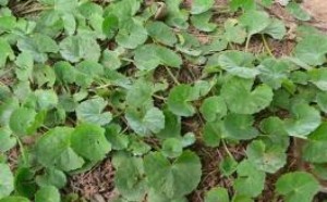 治疗结石的中草药:金钱草治疗结石效果显著 治疗结石的中草药:金钱草治疗结石效果显著